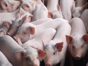 Giá heo hơi ngày 17/12/2025: Miền Bắc đạt đỉnh mới 66.000 đồng/kg