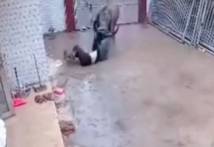 Ảnh cắt từ clip.