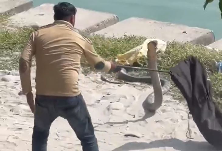 Một giờ 'nghẹt thở' bắt rắn hổ mang chúa dài 4,5 mét