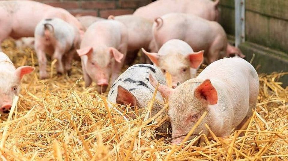 Giá heo hơi ngày 18/12/2025: Đà tăng tiếp diễn

