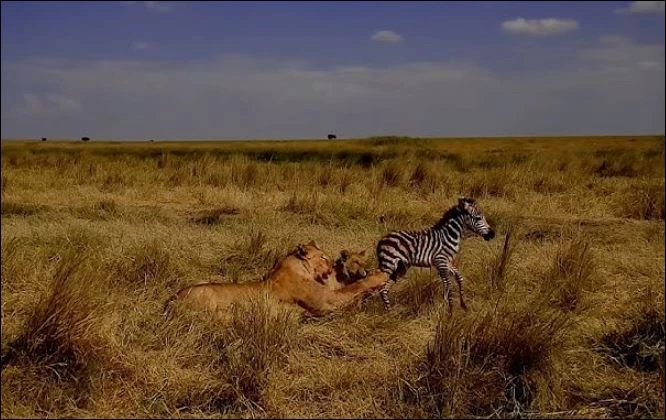 Sư tử tấn công ngựa vằn con.