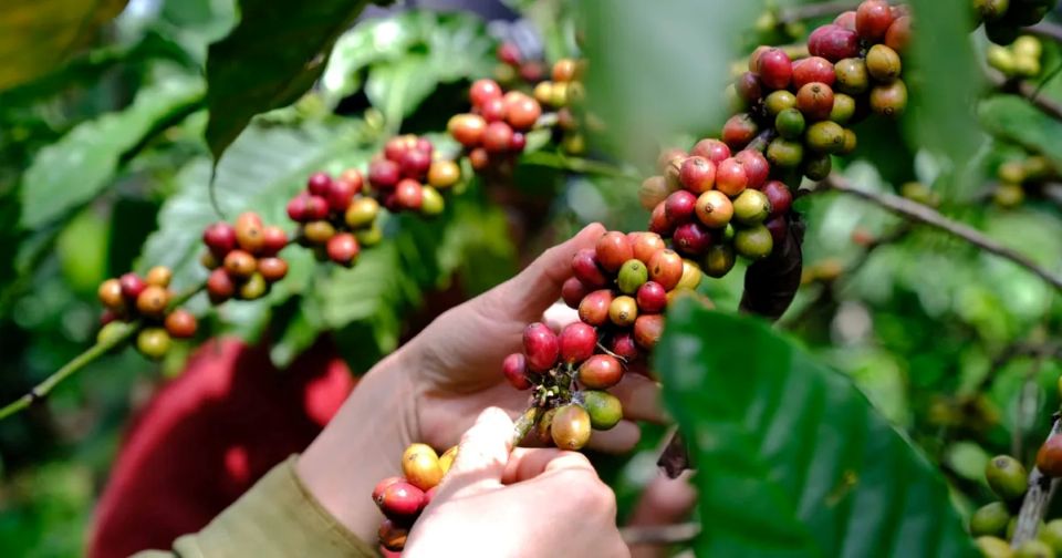 Giá nông sản ngày 18/12/2025: Cà phê giảm thêm 2.000 đồng/kg, hồ tiêu duy trì ổn định