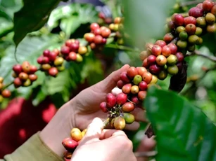 Giá nông sản ngày 18/12/2025: Cà phê giảm thêm 2.000 đồng/kg, hồ tiêu duy trì ổn định