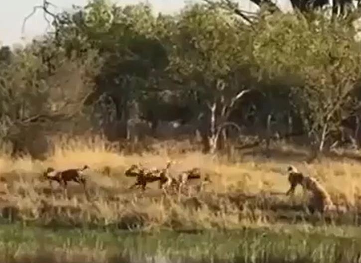 Ảnh cắt từ clip.