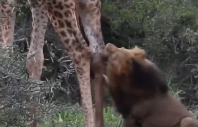 Sư tử đực tấn công vào chân sau của hươu cao cổ.