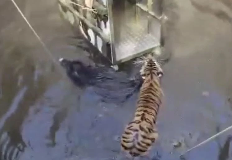 Ảnh cắt từ clip.