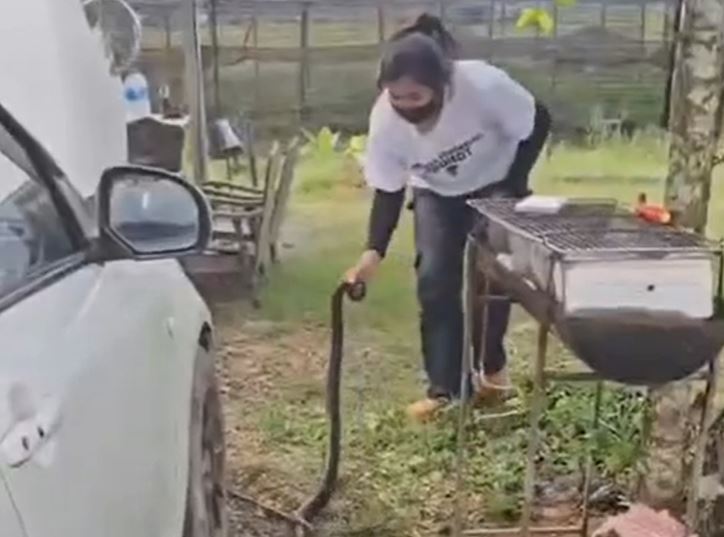 Người phụ nữ tay không bắt sống rắn hổ mang chúa dài 1,8 mét