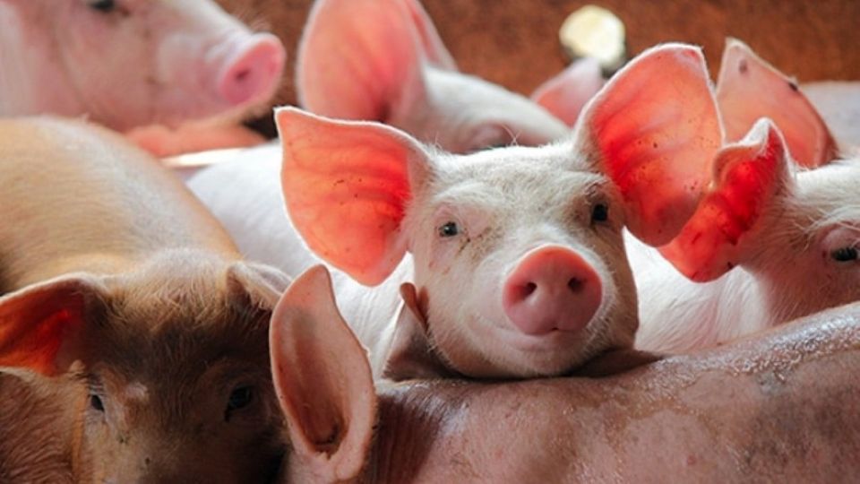 Giá heo hơi ngày 19/12/2025: Đà tăng lan rộng