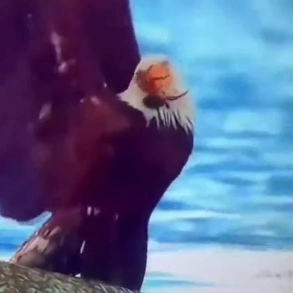 Ảnh cắt từ clip.