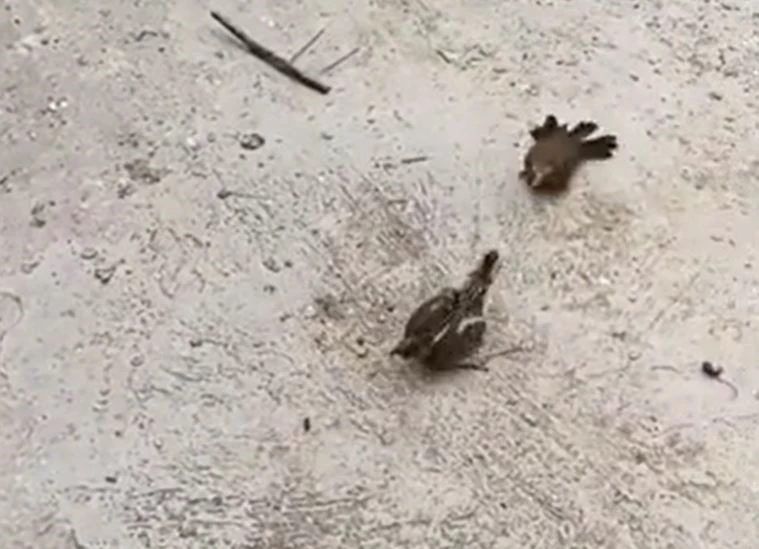 Ảnh cắt từ clip.