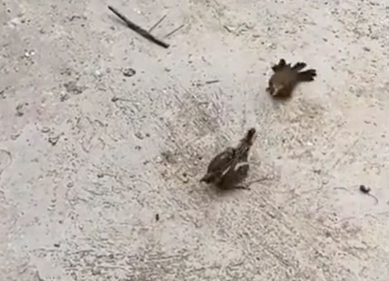 Chim bất ngờ sà xuống thách đấu gà con