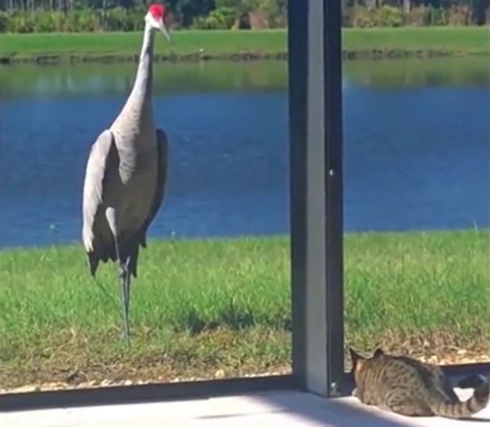 Phục kích sếu bất thành, mèo hoảng loạn bỏ chạy