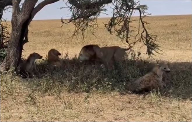‘Quân đoàn’ sư tử tấn công bất ngờ, đoạt mạng linh cẩu
