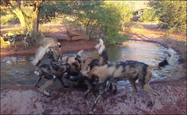 Bầy chó hoang tóm gọn lợn bướu.