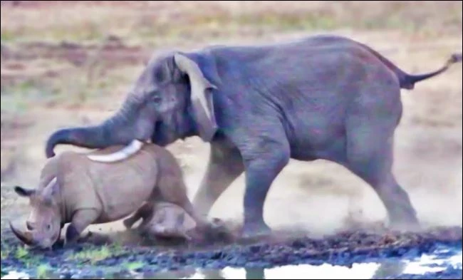 Voi tấn công tê giác.