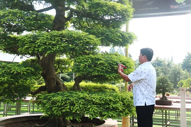 +ảnh 1: Ông Nguyễn Phước Lộc đang chăm sóc me kiểng cổ nhất Việt Nam được xác lập kỷ lục.