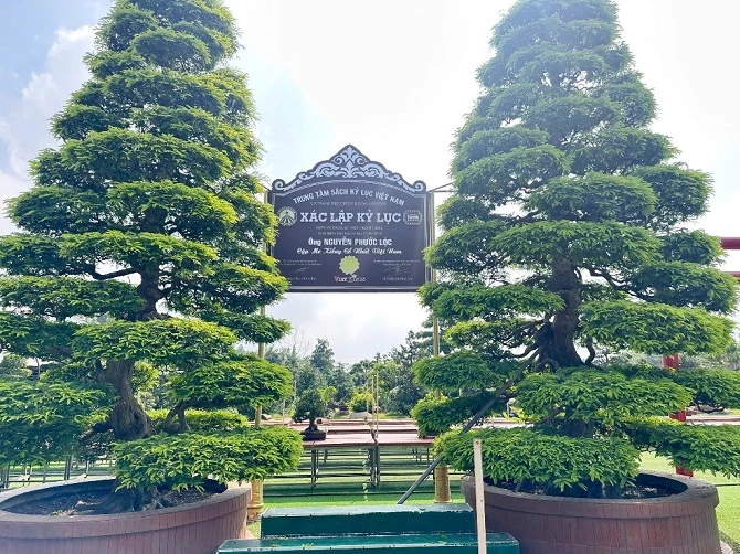 +ảnh 2: Cặp me kiểng cổ nhất Việt Nam được xác lập kỷ lục.