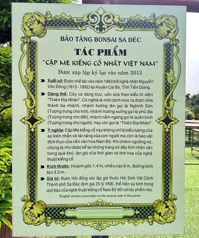 +ảnh 4: Thông tin tác phẩm cặp me kiểng cổ nhất Việt Nam được xác lập kỷ lục.