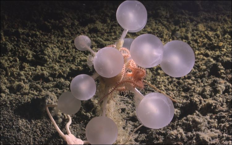 Phát hiện nỗi kinh hoàng mới dưới đáy biển sâu: Bọt biển 'quả cầu tử thần' ăn thịt