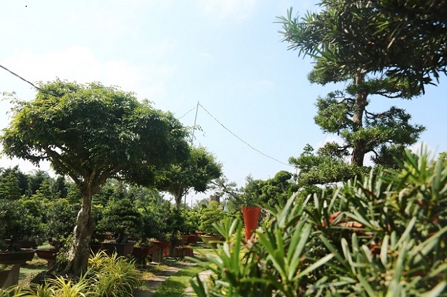 Khám phá bảo tàng bonsai tư nhân triệu đô ở miền Tây