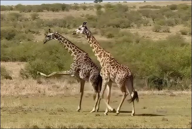 Hươu cao cổ gãy chân khi ác chiến với đồng loại.