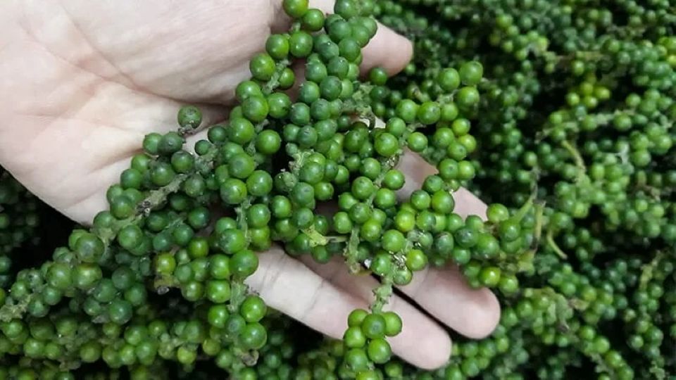 Giá tiêu ngày 22/12/2025: Xuất khẩu hạt tiêu tiếp tục tăng