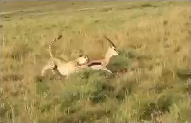 Báo săn hạ sát linh dương.