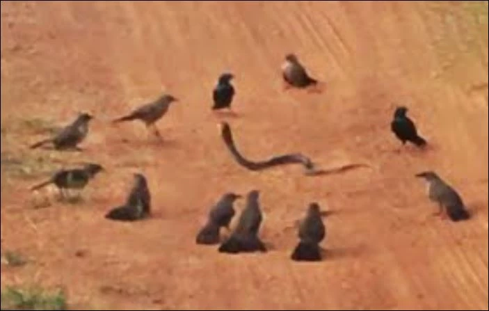 Bầy chim bao vây rắn độc.