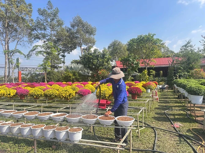 +ảnh 3: Nhà vườn tất bật chăm sóc hoa kiểng.