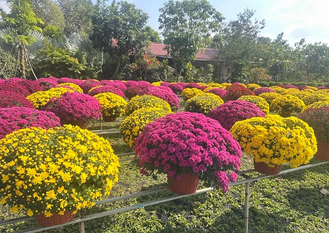 +ảnh 4: Cúc mâm xôi nhiều màu bung nở sẵn sàng cho mùa lễ hội.