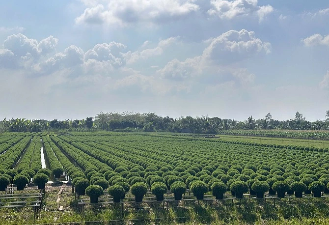 +ảnh 2: Cánh đồng cúc mâm xôi đang bước vào giai đoạn nước rút.