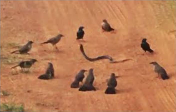 Đàn chim giận dữ tấn công khiến rắn cực độc tử nạn