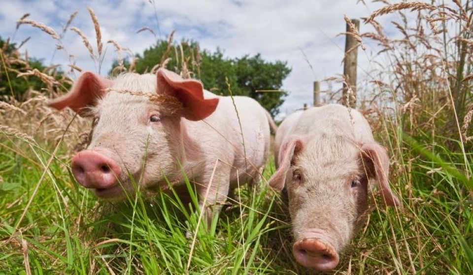 Giá heo hơi ngày 24/12/2025: Duy trì đà tăng