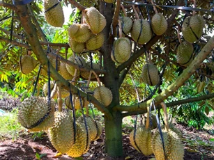 Xuất khẩu rau quả năm 2025 lập kỷ lục 8,5 tỷ USD, cao nhất trong lịch sử