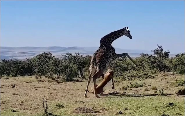 Sư tử tấn công hươu cao cổ mẹ.