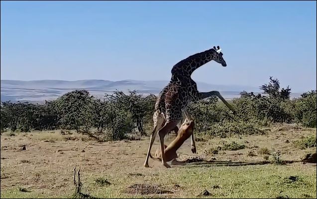 Sư tử đơn độc mất bữa ăn ngon trước bầy linh cẩu