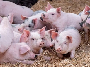 Giá heo hơi ngày 26/12/2025: Biến động trái chiều giữa các vùng