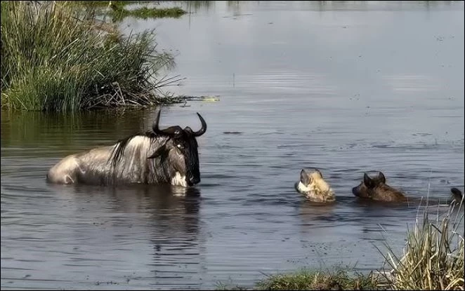 Linh dương đầu bò đối đầu với 2 linh cẩu.