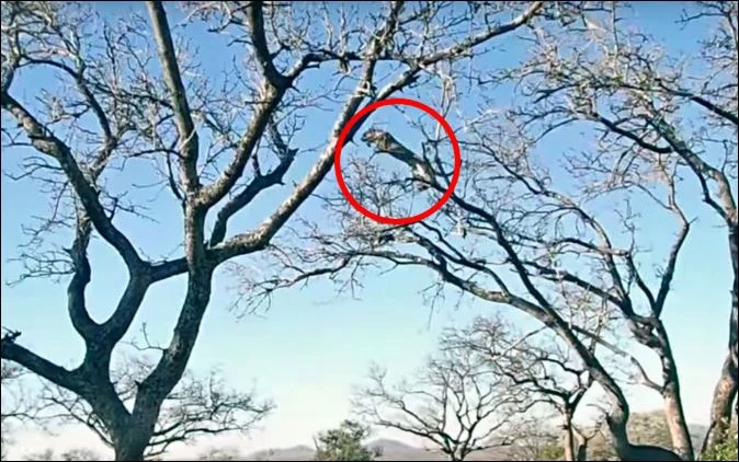 Báo hoa mai săn khỉ trên cây.