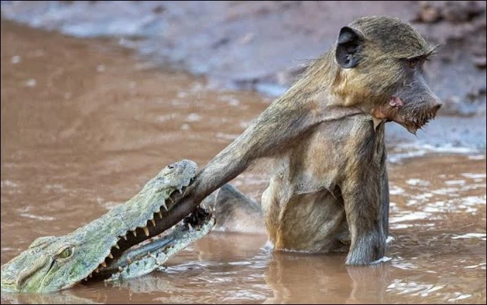 Cá sấu tấn công khỉ đầu chó.