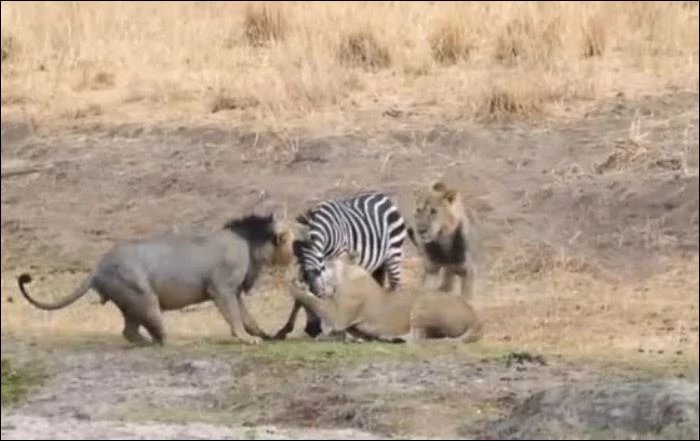 Bầy sư tử hạ sát ngựa vằn.