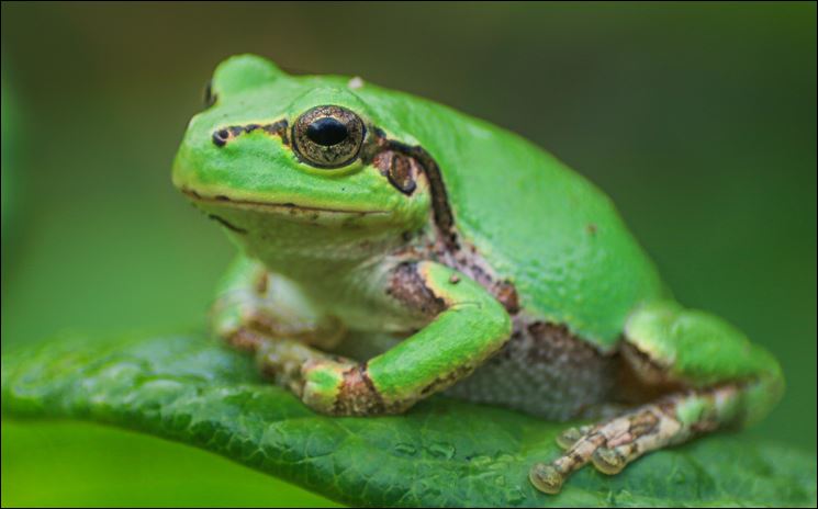 Phát hiện hợp chất chống ung thư đầy triển vọng từ vi khuẩn trong ếch cây Nhật Bản