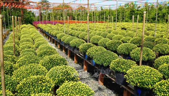 Đồng Tháp đẩy mạnh ứng dụng khoa học công nghệ nâng cao giá trị hoa cảnh