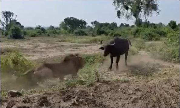 Trâu rừng khiêu khích sư tử.