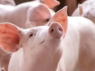 Giá heo hơi ngày 28/12/2025: Nguồn cung dần ổn định, mặt bằng giá bắt đầu hạ nhiệt