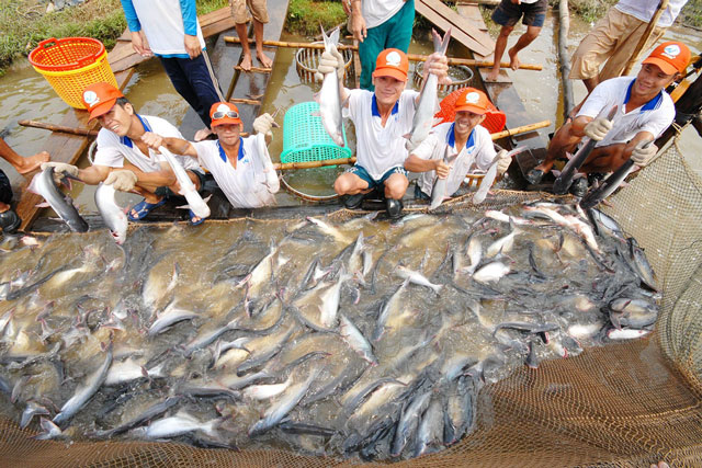 Xuất khẩu cá tra năm 2025 dự kiến đạt 2,1 tỷ USD