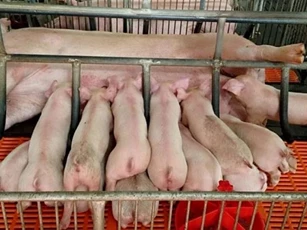 Giá heo hơi ngày 29/12/2025: Duy trì ổn định trên toàn quốc