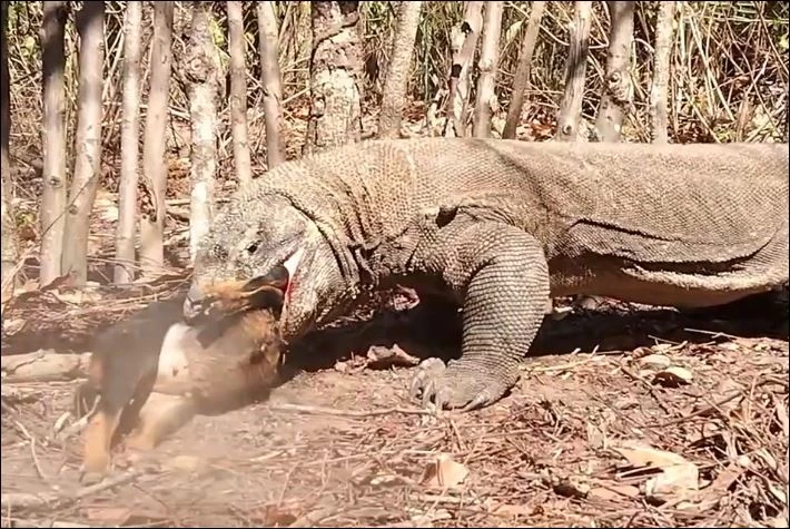 Rồng Komodo hạ sát dê.