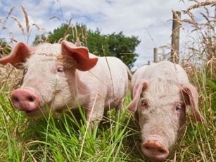 Giá heo hơi ngày 31/12/2025: Diễn biến trái chiều trên cả nước