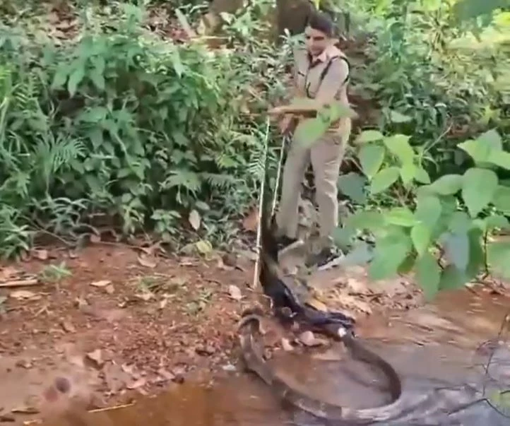 Ảnh cắt từ clip.